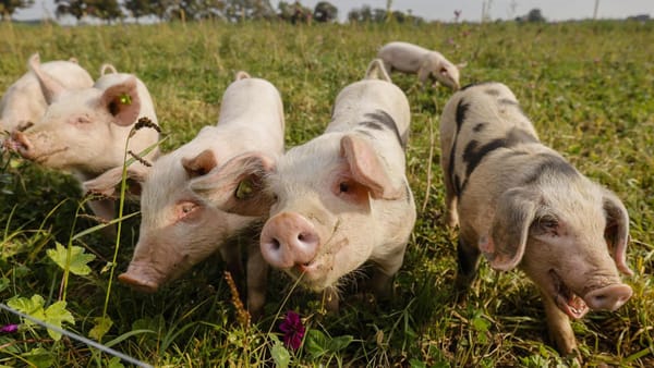 Tierwohl oder Profitgier: Was treibt Supermärkte?