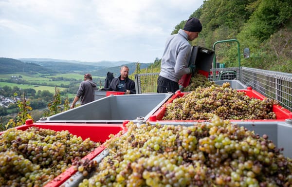 Wetter, Kosten, Krise: Ist der deutsche Weinbau am Ende?